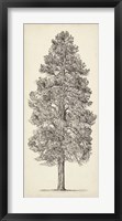 Pacific Northwest Tree Sketch III Framed Print