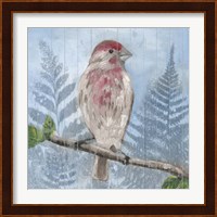 Eastern Songbird I Fine Art Print