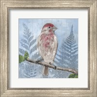 Eastern Songbird I Fine Art Print