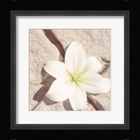 Stone Blossom IV Framed Print