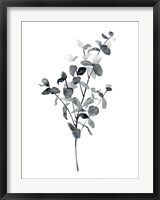 Brume Botanical IV Fine Art Print