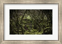 Mossy Forest 2 Fine Art Print