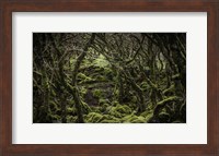 Mossy Forest 2 Fine Art Print