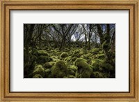 Mossy Forest 3 Fine Art Print