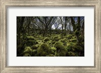 Mossy Forest 3 Fine Art Print