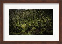 Mossy Forest 4 Fine Art Print