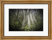 Mossy Forest 5 Fine Art Print