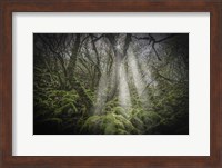 Mossy Forest 5 Fine Art Print