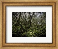 Mossy Forest 6 Fine Art Print
