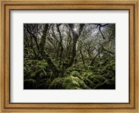 Mossy Forest 6 Fine Art Print