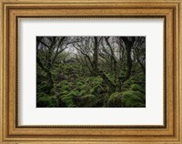 Mossy Forest 7 Fine Art Print