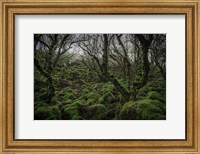 Mossy Forest 7 Fine Art Print
