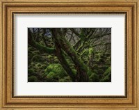 Mossy Forest 8 Fine Art Print