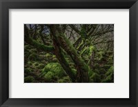 Mossy Forest 8 Fine Art Print