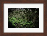 Mossy Forest 9 Fine Art Print