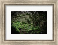 Mossy Forest 9 Fine Art Print