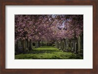 Cherry Blossem Fine Art Print