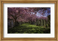 Cherry Blossem 2 Fine Art Print