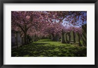 Cherry Blossem 2 Fine Art Print