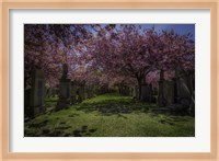 Cherry Blossem 3 Fine Art Print