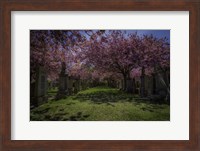 Cherry Blossem 3 Fine Art Print