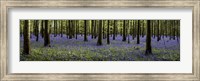 Fairytale Forest Panorama Fine Art Print