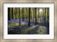 Fairytale Forest Sunlight 2 Fine Art Print