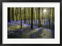 Fairytale Forest Sunlight 2 Fine Art Print