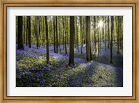 Fairytale Forest Sunlight 2 Fine Art Print