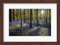 Fairytale Forest Sunlight 2 Fine Art Print