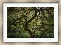 Maple Tree Fine Art Print