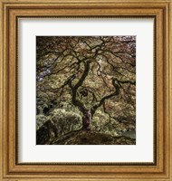 Maple Tree 2 Fine Art Print