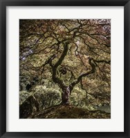 Maple Tree 2 Fine Art Print