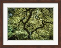 Maple Tree 3 Fine Art Print