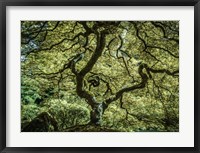 Maple Tree 3 Fine Art Print
