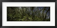 Mossy Forest Panorama Fine Art Print