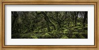 Mossy Forest Panorama 2 Fine Art Print