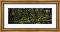 Mossy Forest Panorama 2 Fine Art Print