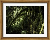 Mossy Tempered Forest Fine Art Print