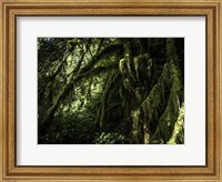 Mossy Tempered Forest Fine Art Print
