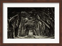 Cypress Trees Sepia Fine Art Print