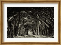 Cypress Trees Sepia Fine Art Print