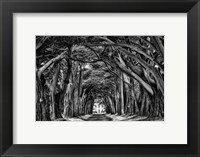 Cypress Trees Black & White Fine Art Print