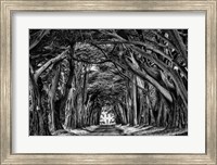 Cypress Trees Black & White Fine Art Print