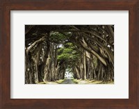 Cypress Trees Fine Art Print