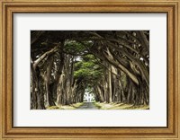Cypress Trees Fine Art Print