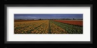 Tulip Field Fine Art Print
