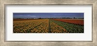 Tulip Field Fine Art Print