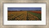 Tulip Field Crop Fine Art Print