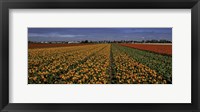 Tulip Field Crop Fine Art Print